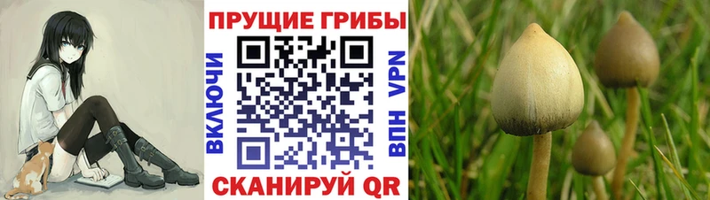 mega ONION  Спасск  Галлюциногенные грибы Psilocybe  где купить наркоту 
