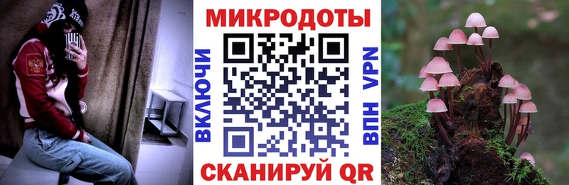 Галлюциногенные грибы Psilocybe Спасск